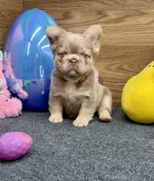 Kelsea, a female French Bulldog for sale in Tuscola, TX – Photo 1 of 10