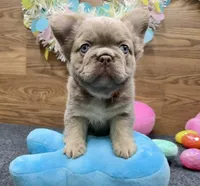 Kelsea, a female French Bulldog for sale in Tuscola, TX – Photo 3 of 10