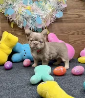 Kelsea, a female French Bulldog for sale in Tuscola, TX – Photo 6 of 10