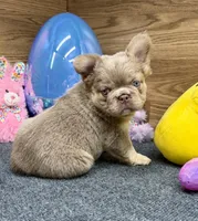 Kelsea, a female French Bulldog for sale in Tuscola, TX – Photo 7 of 10