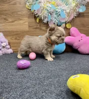 Kelsea, a female French Bulldog for sale in Tuscola, TX – Photo 4 of 10