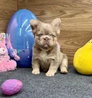 Kelsea, a female French Bulldog for sale in Tuscola, TX – Photo 5 of 10