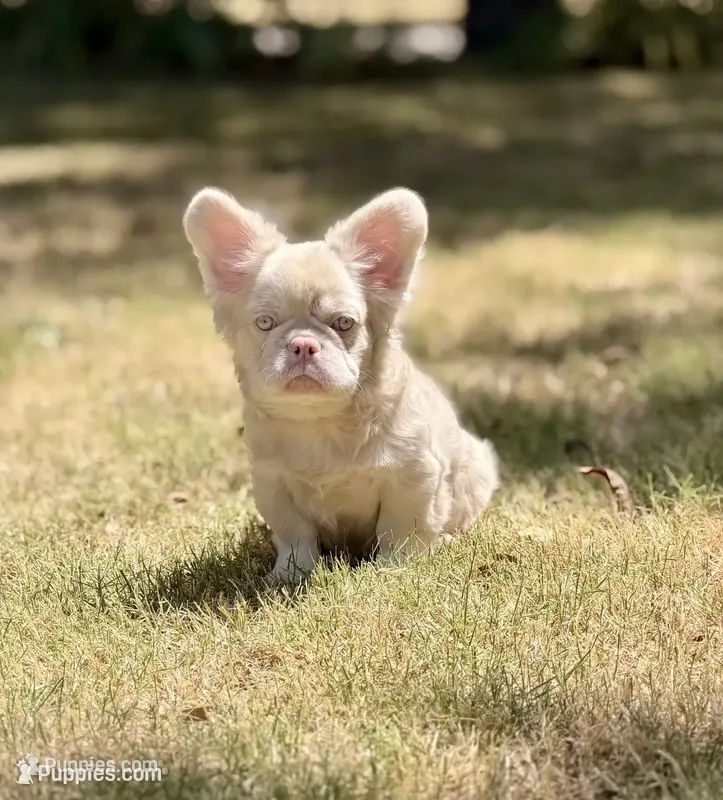 Louie , a male French Bulldog for sale in Tuscola, TX – 1 of 6