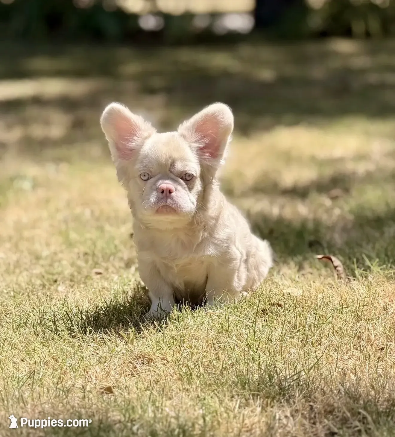 Louie , a male French Bulldog for sale in Tuscola, TX – 1 of 6