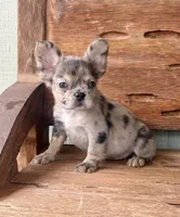 Sable, a female French Bulldog for sale in Tuscola, TX – 3 of 9