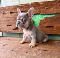 Jasper, a male French Bulldog for sale in Tuscola, TX – 3 of 10