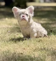Louie , a male French Bulldog for sale in Tuscola, TX – 3 of 6