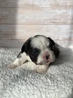 Dr. Grant, a male French Bulldog for sale in Tuscola, TX – 6 of 6