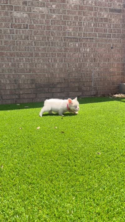 Halo, a female French Bulldog for sale in Tuscola, TX – 7 of 8