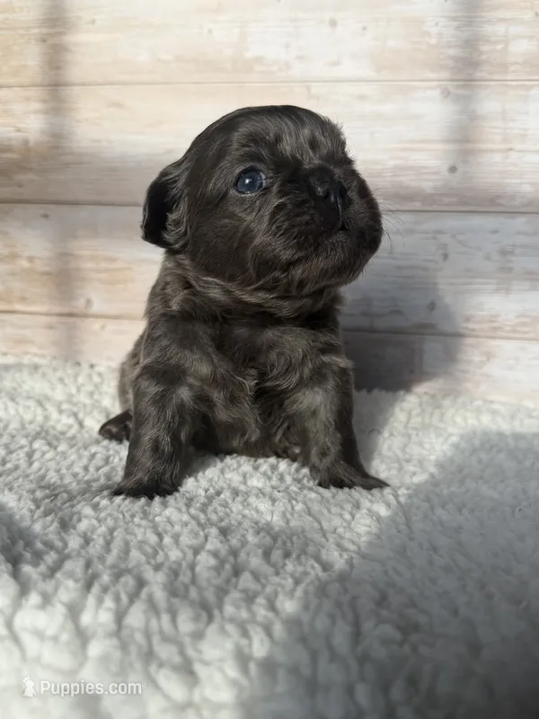 Dr. Malcolm – French Bulldog puppy for sale in Tuscola, TX