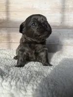 Dr. Malcolm, a male French Bulldog for sale in Tuscola, TX – 1 of 2