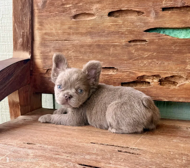 Mocha Rose, a female French Bulldog for sale in Tuscola, TX - 7 of 10