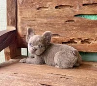 Mocha Rose, a female French Bulldog for sale in Tuscola, TX – 7 of 10