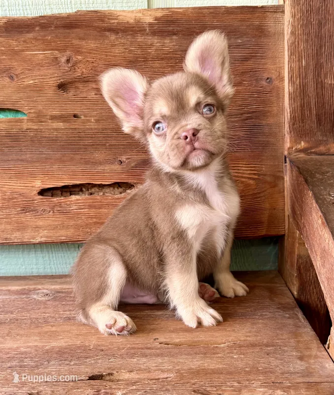 Rusty, a male French Bulldog for sale in Tuscola, TX - 7 of 8