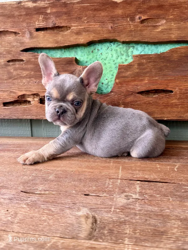 Jasper, a male French Bulldog for sale in Tuscola, TX - 9 of 10