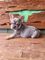 Jasper, a male French Bulldog for sale in Tuscola, TX – 9 of 10
