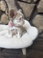 Champagne Mami, a female French Bulldog for sale in Tuscola, TX – 5 of 9
