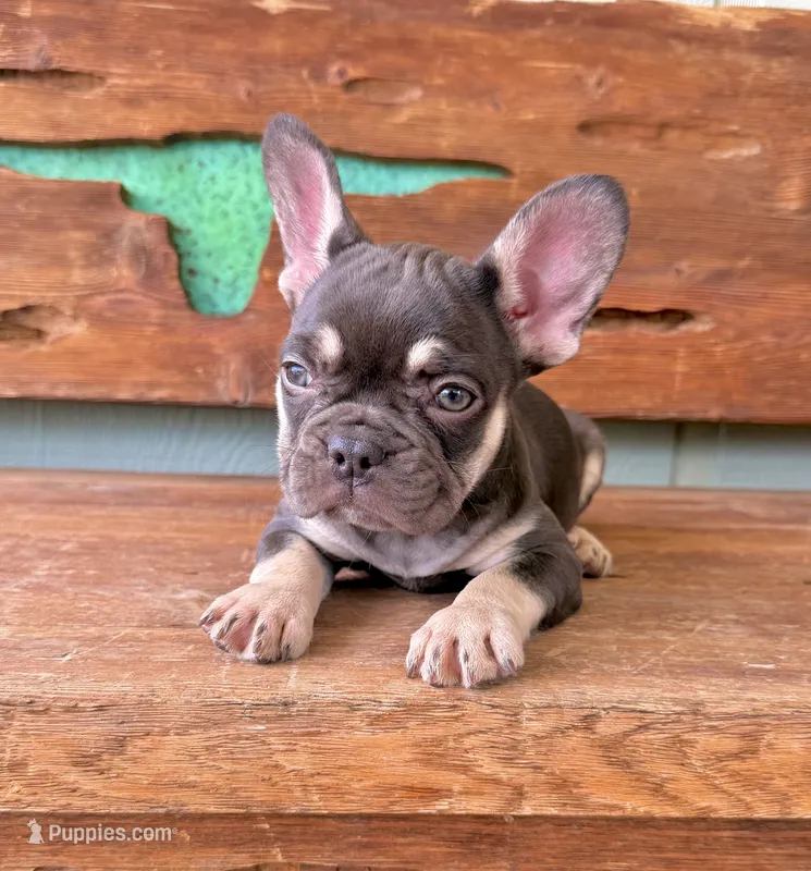 Hazel, a female French Bulldog for sale in Tuscola, TX - 9 of 9