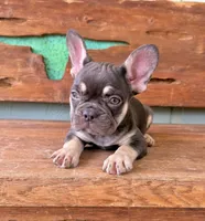 Hazel, a female French Bulldog for sale in Tuscola, TX – 9 of 9