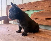 Mocha, a female French Bulldog for sale in Tuscola, TX – 3 of 5