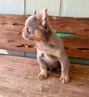 Shiner, a male French Bulldog for sale in Tuscola, TX – 4 of 8