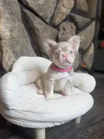 Champagne Mami, a female French Bulldog for sale in Tuscola, TX – 2 of 9
