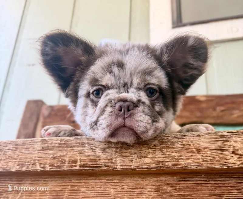 Honey, a female French Bulldog for sale in Tuscola, TX - 8 of 9