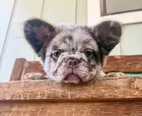 Honey, a female French Bulldog for sale in Tuscola, TX – 8 of 10