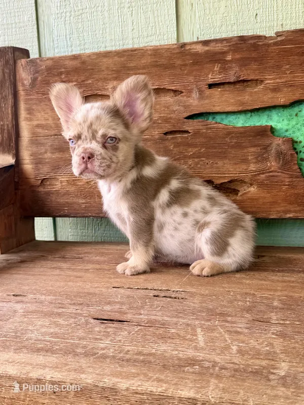 Wilder – French Bulldog puppy for sale in Tuscola, TX