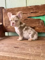 Wilder, a male French Bulldog for sale in Tuscola, TX – 1 of 9