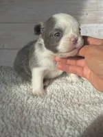 Dr. Wu, a male French Bulldog for sale in Tuscola, TX – 3 of 5
