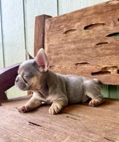 Jasper, a male French Bulldog for sale in Tuscola, TX – 6 of 10