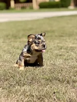 Bourbon, a male French Bulldog for sale in Tuscola, TX – 4 of 6