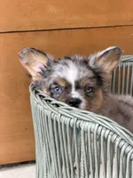 Macallan, a male French Bulldog for sale in Tuscola, TX – 1 of 10
