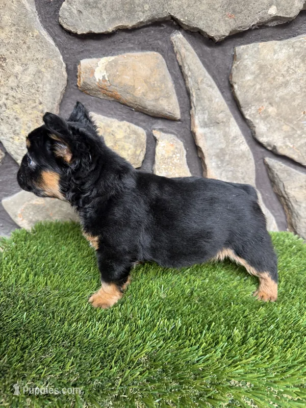 Bear, a male French Bulldog for sale in Tuscola, TX - 6 of 6