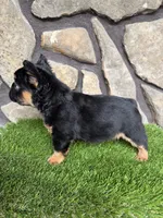 Bear, a male French Bulldog for sale in Tuscola, TX – 6 of 7