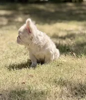 Louie , a male French Bulldog for sale in Tuscola, TX – 5 of 6