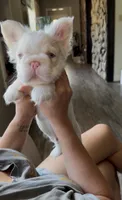 Dom, a male French Bulldog for sale in Tuscola, TX – 8 of 8