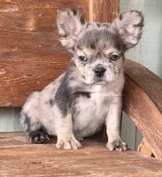 Sable, a female French Bulldog for sale in Tuscola, TX – 4 of 9