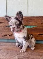 Honey, a female French Bulldog for sale in Tuscola, TX – 5 of 10