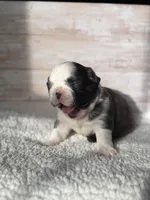 Dr. Grant, a male French Bulldog for sale in Tuscola, TX – 5 of 6