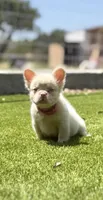 Halo, a female French Bulldog for sale in Tuscola, TX – 1 of 8
