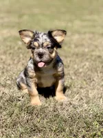 Bourbon, a male French Bulldog for sale in Tuscola, TX – 3 of 6