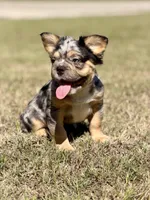 Bourbon, a male French Bulldog for sale in Tuscola, TX – 6 of 6