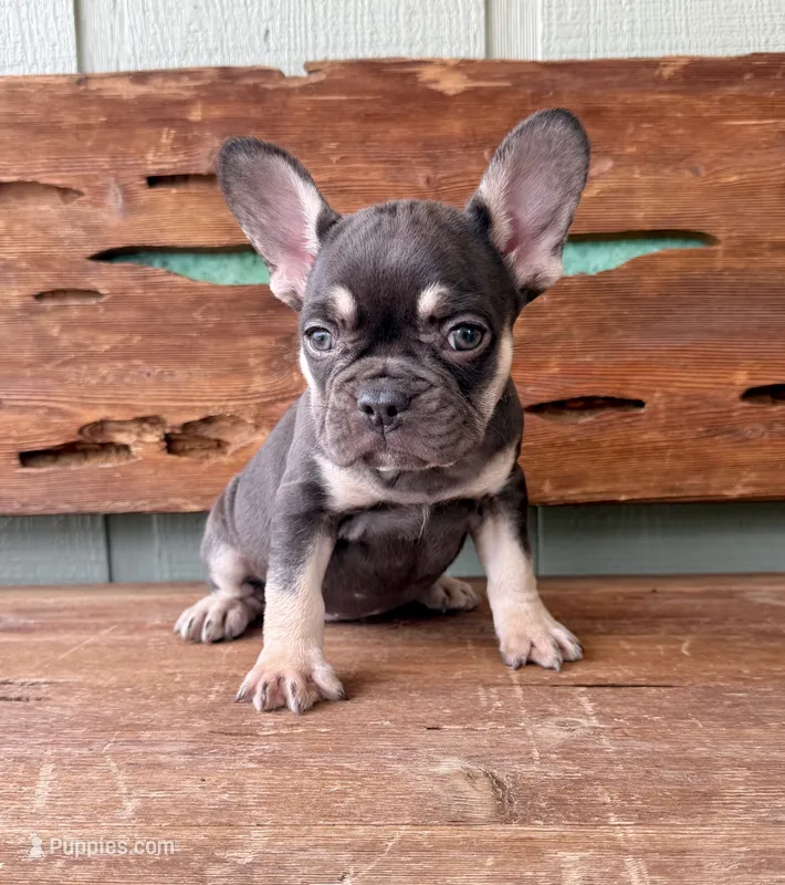 Hazel, a female French Bulldog for sale in Tuscola, TX - 8 of 9