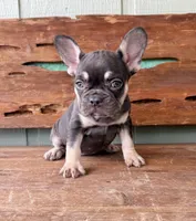 Hazel, a female French Bulldog for sale in Tuscola, TX – 8 of 9