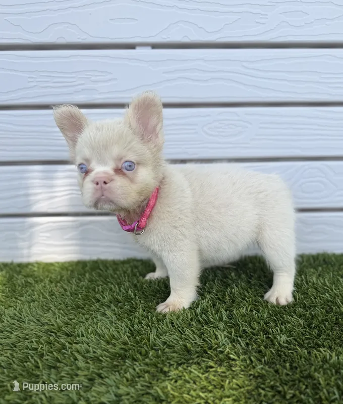 Halo, a female French Bulldog for sale in Tuscola, TX - 6 of 8