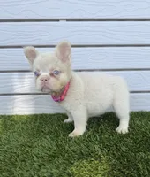 Halo, a female French Bulldog for sale in Tuscola, TX – 6 of 8