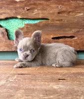 Mocha Rose, a female French Bulldog for sale in Tuscola, TX – 5 of 10