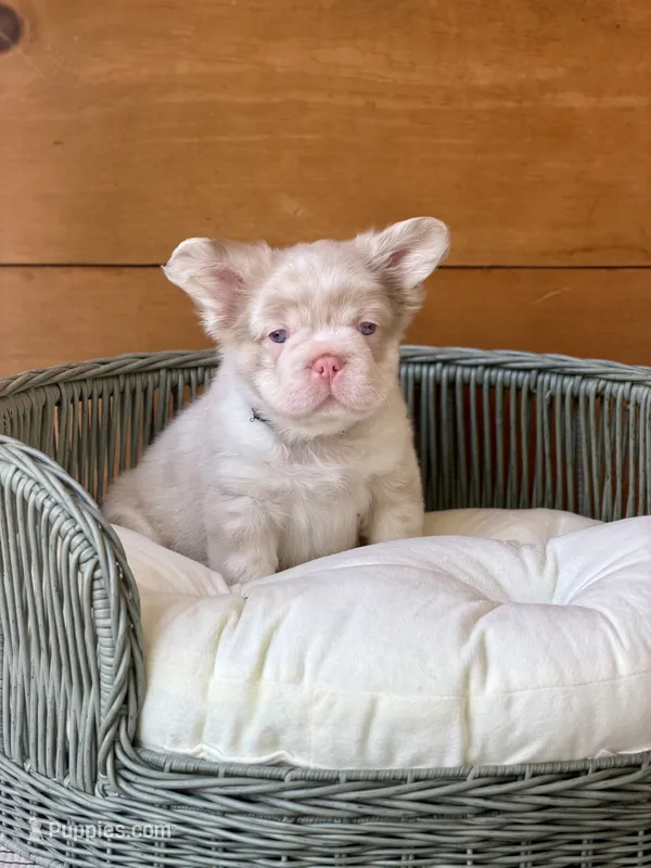 Cognac, a male French Bulldog for sale in Tuscola, TX — photo 4